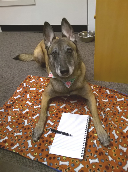 Belgian Malinois